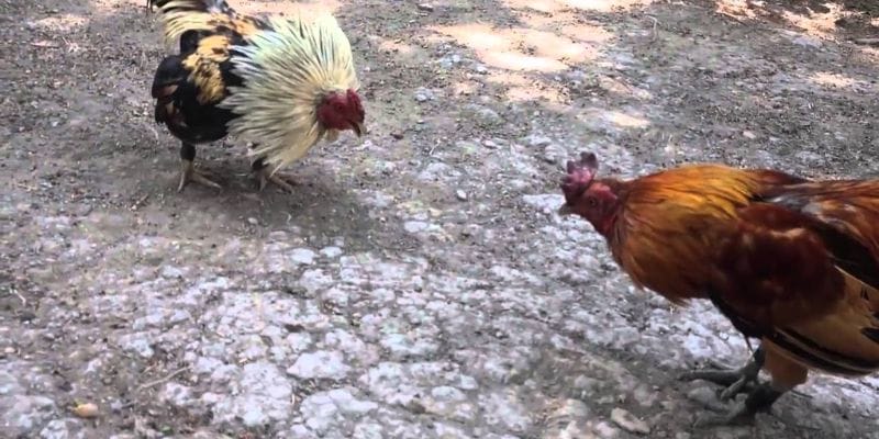 Những điểm nổi bật của đá gà Thomo BJ88