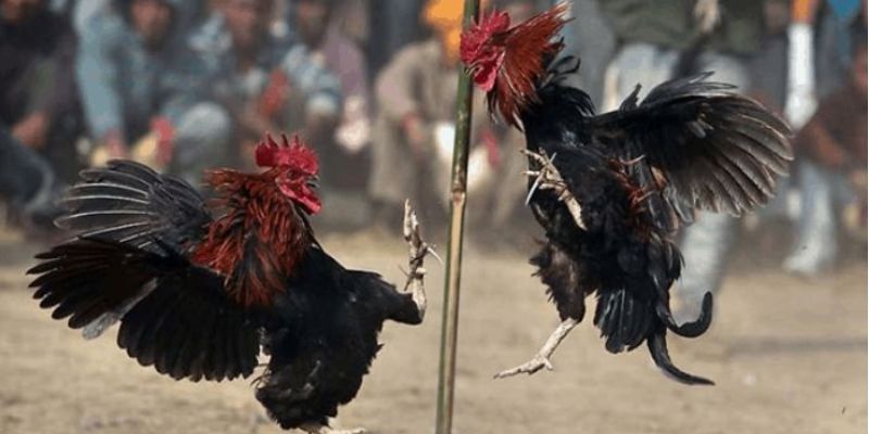 Hình ảnh sắc nét, âm thanh sống động