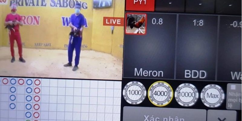 Các loại hình đá gà trực tiếp hiện nay