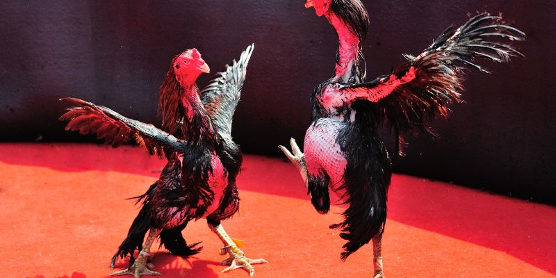 Kỹ Thuật Đá Gà Từ A - Z, Bí Quyết Thắng Lớn Không Thể Bỏ Qua
