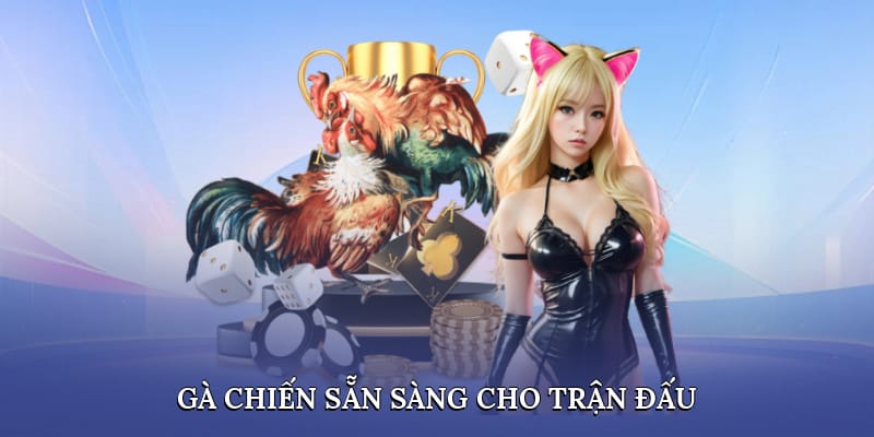 Gà chiến sẵn sàng cho trận đấu Gà chiến sẵn sàng cho trận đấu