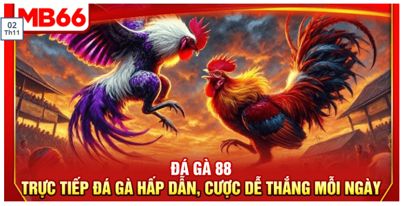 Đa Dạng Trường Gà Quốc Tế