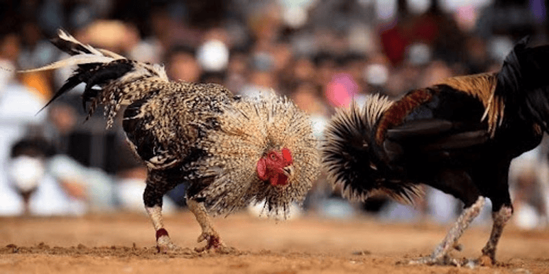 Hệ thống sảnh đá gà hấp dẫn tại 99ok