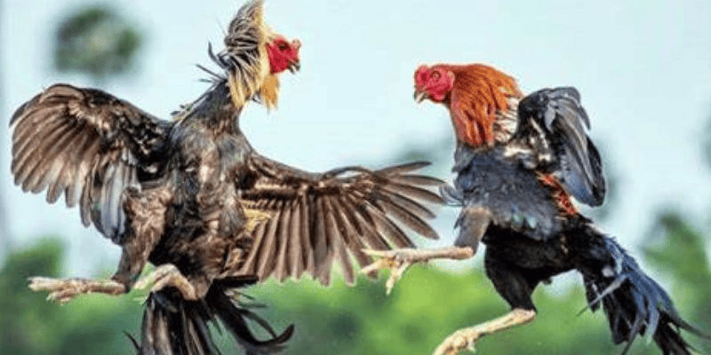 Lý do đá gà 99ok được xem là sân chơi uy tín hàng đầu
