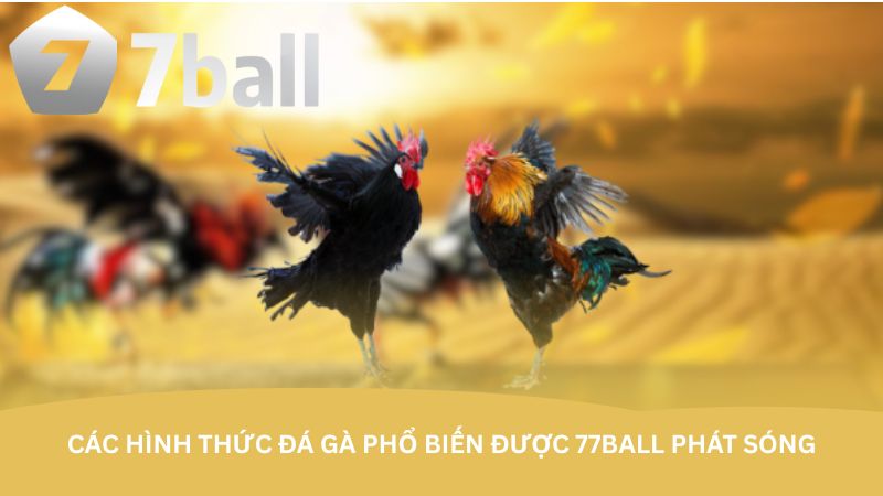 Các hình thức đá gà phổ biến được 77Ball phát sóng