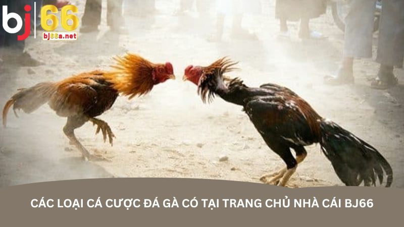 Các loại cá cược đá gà có tại trang chủ nhà cái BJ66