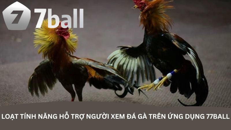 Loạt tính năng hỗ trợ người xem đá gà trên ứng dụng 77Ball