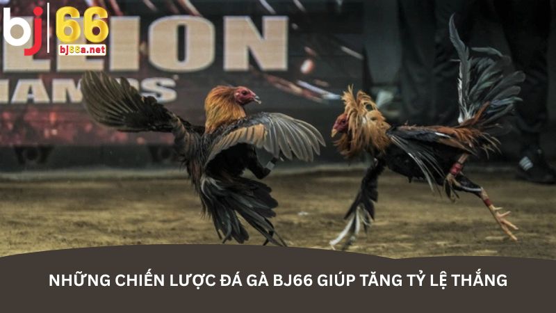 Những chiến lược đá gà BJ66 giúp tăng tỷ lệ thắng