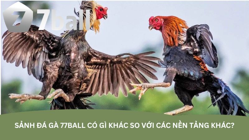 Sảnh đá gà 77Ball có gì khác so với các nền tảng khác?