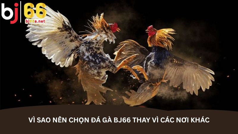 Vì sao nên chọn đá gà BJ66 thay vì các nơi khác