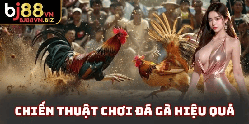 Lưu Ý Khi Tham Gia Đá Gà Trực Tuyến