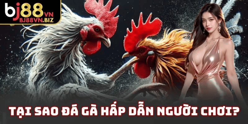 Sức Hút Của Đá Gà Trực Tuyến BJ88