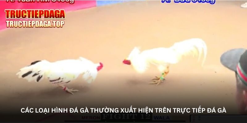 Các loại hình đá gà thường xuất hiện trên trực tiếp đá gà