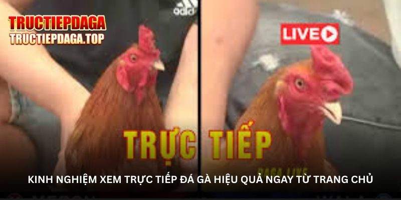 Kinh nghiệm xem trực tiếp đá gà hiệu quả ngay từ trang chủ