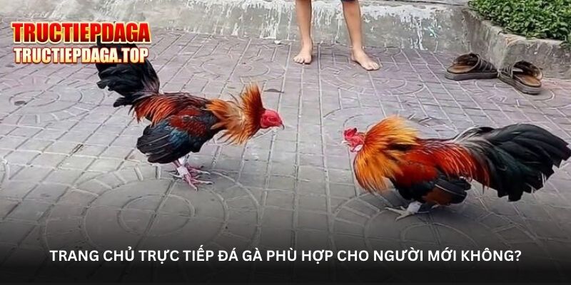 Trang chủ trực tiếp đá gà phù hợp cho người mới không?