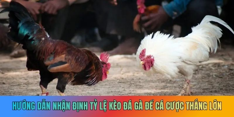 Bí quyết lựa chọn tỷ lệ kèo cực chuẩn cho tân thủ