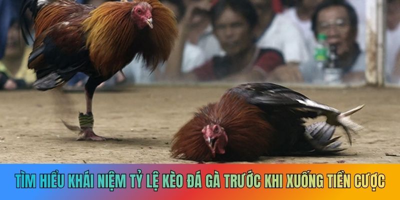 Tìm hiểu chi tiết về tỷ lệ kèo đá gà