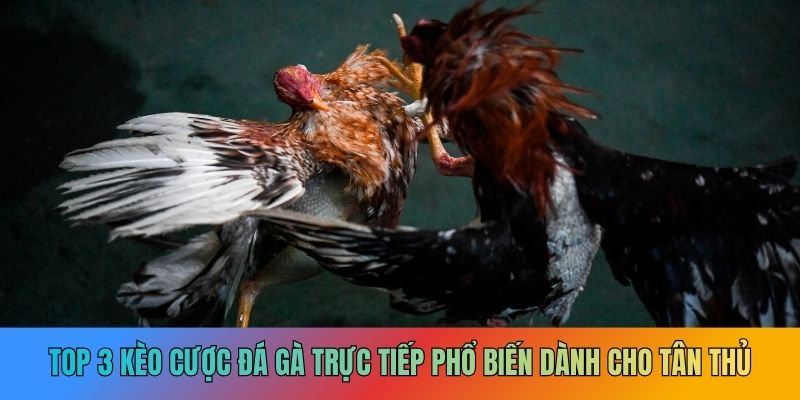 Các tỷ lệ kèo đá gà phổ biến tại X88