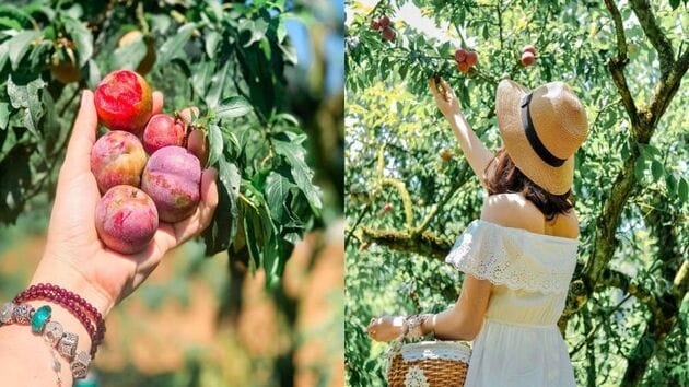 Trải nghiệm hái mận tại các thung lũng Mộc Châu