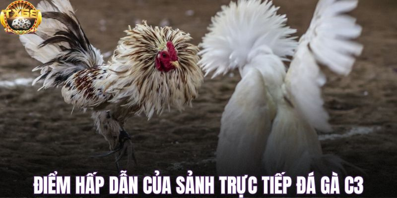Khám phá cách tổ chức hình ảnh tại trường đấu C3.