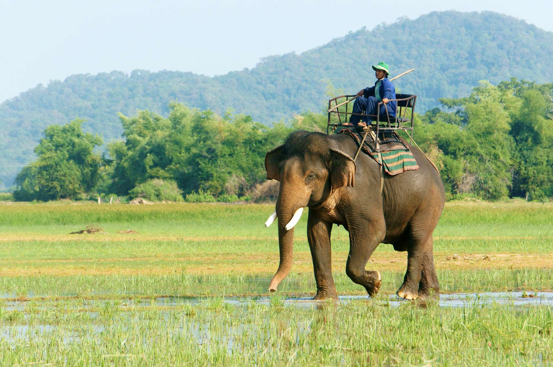 Du khách trải nghiệm cưỡi voi khám phá khu du lịch Buôn Đôn, Đắk Lắk